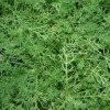 Chamaemelum treneague - abriachan nurseries